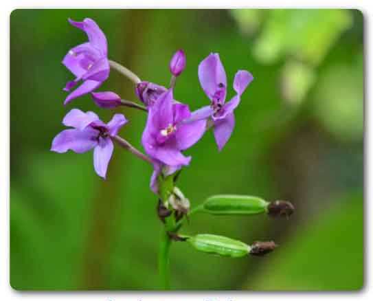 Andaman and Nicobar state flower, Andaman Pyinma, Lagerstroemia hypoleuca